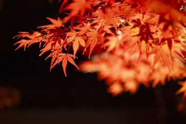 Sonbaharda geceleri geleneksel bahçede yanan kırmızı yapraklar kapanıyor. Yüksek kalite fotoğraf. Sakyo bölgesi Kyoto Japonya 11.29.2023