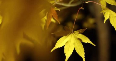 Sonbaharda geceleri geleneksel bahçedeki açık sarı yapraklar. Yüksek kalite 4K görüntü. Sakyo bölgesi Kyoto Japonya 11.29.2023