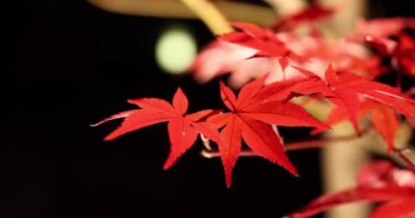 Sonbaharda aydınlatılmış kırmızı yapraklar. Yüksek kalite 4K görüntü. Sakyo bölgesi Kyoto Japonya 11.29.2023