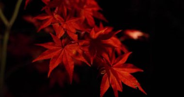 Sonbaharda aydınlatılmış kırmızı yapraklar. Yüksek kalite 4K görüntü. Sakyo bölgesi Kyoto Japonya 11.29.2023