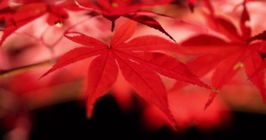 Sonbaharda aydınlatılmış kırmızı yapraklar. Yüksek kalite 4K görüntü. Sakyo bölgesi Kyoto Japonya 11.29.2023
