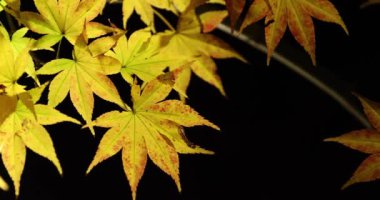 Sonbaharda geceleri geleneksel bahçedeki açık sarı yapraklar. Yüksek kalite 4K görüntü. Sakyo bölgesi Kyoto Japonya 11.29.2023