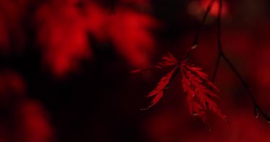 Sonbaharda aydınlatılmış kırmızı yapraklar. Yüksek kalite 4K görüntü. Sakyo bölgesi Kyoto Japonya 11.29.2023