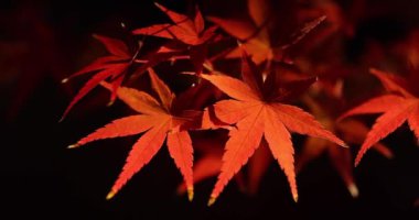 Sonbaharda aydınlatılmış kırmızı yapraklar. Yüksek kalite 4K görüntü. Sakyo bölgesi Kyoto Japonya 11.29.2023
