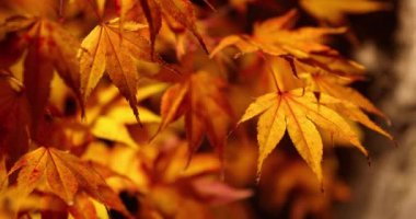 Sonbaharda geceleri geleneksel bahçedeki açık sarı yapraklar. Yüksek kalite 4K görüntü. Sakyo bölgesi Kyoto Japonya 11.29.2023