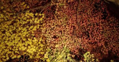 Sonbaharda geceleri geleneksel bahçedeki açık sarı yapraklar. Yüksek kalite 4K görüntü. Sakyo bölgesi Kyoto Japonya 11.29.2023