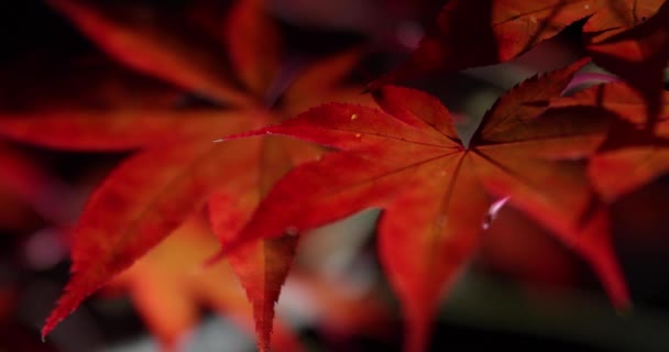 Ett Upplyst Rött Löv Natten Hösten Högkvalitativ Film Sakyo District — Stockvideo