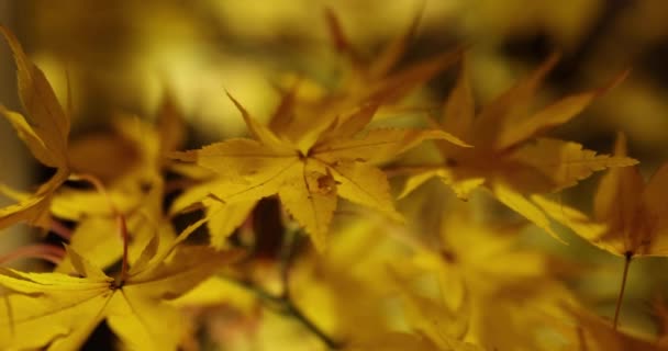 Ősszel Egy Kivilágított Sárga Levél Hagyományos Kertben Kiváló Minőségű Felvétel — Stock videók