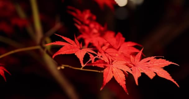 Podświetlane Czerwone Liście Nocy Jesienią Wysokiej Jakości Materiał Dystrykt Sakyo — Wideo stockowe