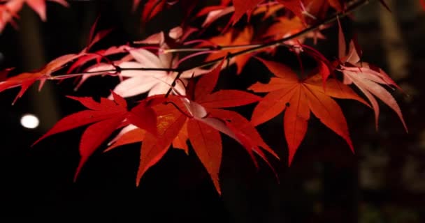 Foglie Rosse Illuminate Notte Autunno Filmati Alta Qualità Distretto Sakyo — Video Stock