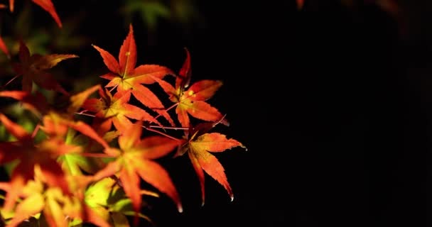 Sonbaharda Aydınlatılmış Kırmızı Yapraklar Yüksek Kalite Görüntü Sakyo Bölgesi Kyoto — Stok video