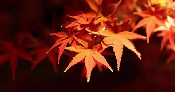 Ett Upplyst Rött Löv Natten Hösten Högkvalitativ Film Sakyo District — Stockvideo
