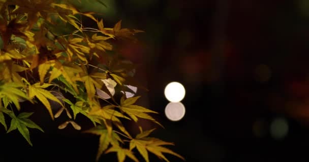 Illuminated Yellow Leaves Traditional Garden Night Autumn High Quality Footage — Stock Video