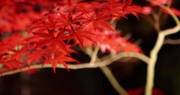 Een Verlichte Rode Bladeren Nachts Herfst Hoge Kwaliteit Beeldmateriaal Sakyo — Stockvideo
