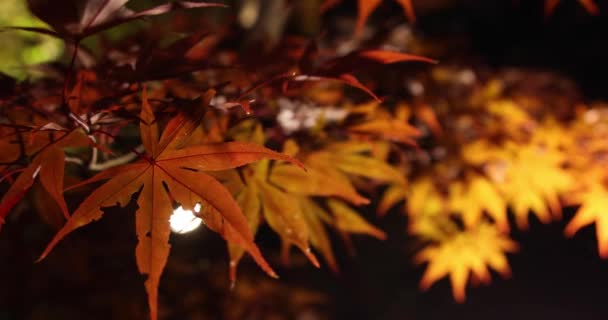 Podświetlane Żółte Liście Tradycyjnym Ogrodzie Nocy Jesienią Wysokiej Jakości Materiał — Wideo stockowe