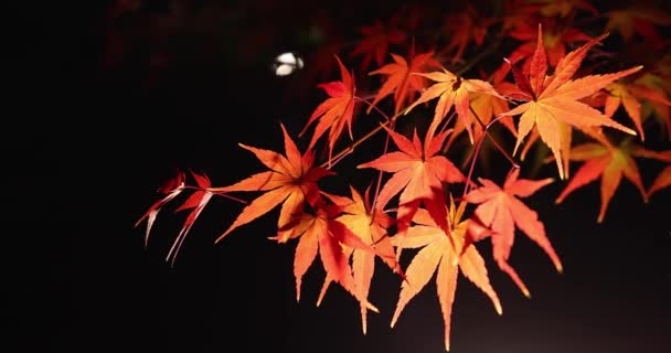 Illuminated Red Leaves Night Autumn High Quality Footage Sakyo District — Stock Video