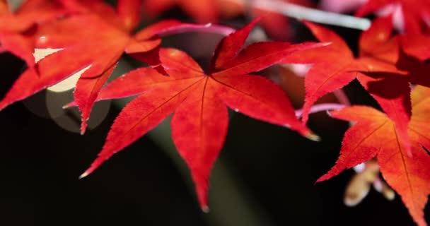 Podświetlane Czerwone Liście Nocy Jesienią Wysokiej Jakości Materiał Dystrykt Sakyo — Wideo stockowe