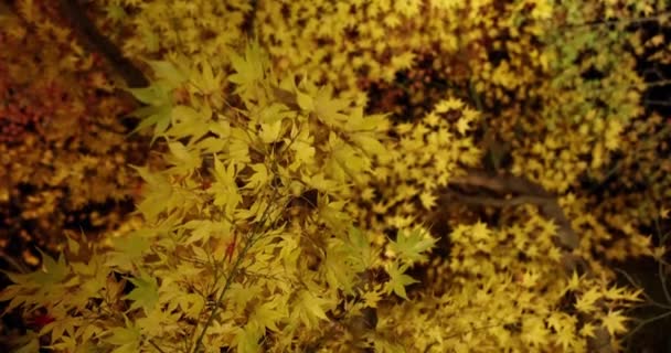 Amarelo Iluminado Sai Jardim Tradicional Noite Outono Imagens Alta Qualidade — Vídeo de Stock
