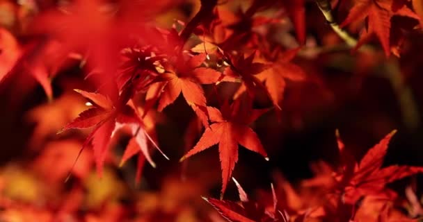 Φωτισμένα Κόκκινα Φύλλα Νύχτα Φθινόπωρο Υψηλής Ποιότητας Πλάνα Περιφέρεια Sakyo — Αρχείο Βίντεο