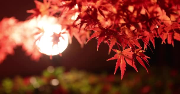Illuminated Red Leaves Night Autumn High Quality Footage Sakyo District — Stock Video