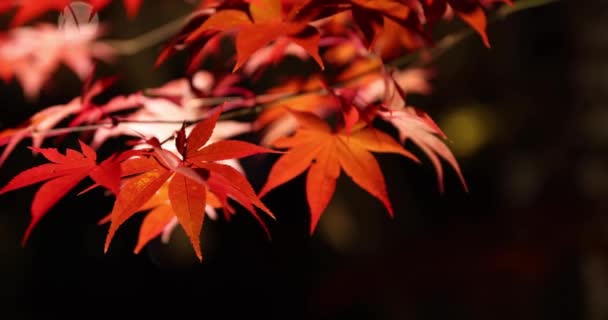Een Verlichte Rode Bladeren Nachts Herfst Hoge Kwaliteit Beeldmateriaal Sakyo — Stockvideo