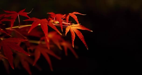 Frunză Roșie Iluminată Timp Noapte Toamnă Imagini Înaltă Calitate Districtul — Videoclip de stoc