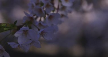 Bahar mevsiminde Japonya 'da kiraz çiçekli bir rüzgar esiyor. Yüksek kalite 4K görüntü. Itabashi bölgesi Tokyo 04.07.2024