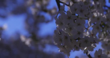 Bahar mevsiminde Japonya 'da kiraz çiçekli bir rüzgar esiyor. Yüksek kalite 4K görüntü. Itabashi bölgesi Tokyo 04.07.2024