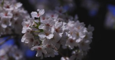 Bahar mevsiminde Japonya 'da kiraz çiçekli bir rüzgar esiyor. Yüksek kalite 4K görüntü. Itabashi bölgesi Tokyo 04.07.2024