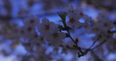 Bahar mevsiminde Japonya 'da kiraz çiçekli bir rüzgar esiyor. Yüksek kalite 4K görüntü. Itabashi bölgesi Tokyo 04.07.2024
