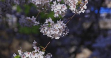 Bahar mevsiminde Japonya 'da kiraz çiçekli bir rüzgar esiyor. Yüksek kalite 4K görüntü. Itabashi bölgesi Tokyo 04.07.2024