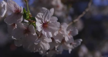 Bahar mevsiminde Japonya 'da kiraz çiçekli bir rüzgar esiyor. Yüksek kalite 4K görüntü. Itabashi bölgesi Tokyo 04.07.2024