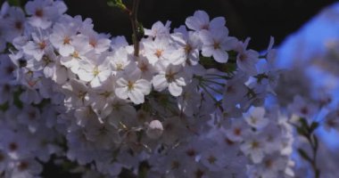 Bahar mevsiminde Japonya 'da kiraz çiçekli bir rüzgar esiyor. Yüksek kalite 4K görüntü. Itabashi bölgesi Tokyo 04.07.2024