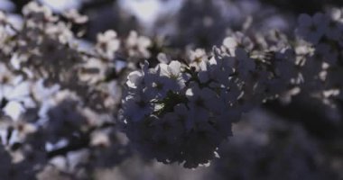 Bahar mevsiminde Japonya 'da kiraz çiçekli bir rüzgar esiyor. Yüksek kalite 4K görüntü. Itabashi bölgesi Tokyo 04.07.2024