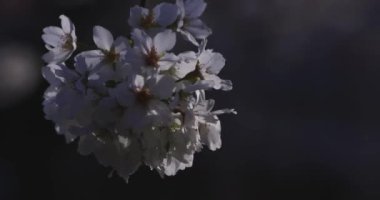 Bahar mevsiminde Japonya 'da kiraz çiçekli bir rüzgar esiyor. Yüksek kalite 4K görüntü. Itabashi bölgesi Tokyo 04.07.2024