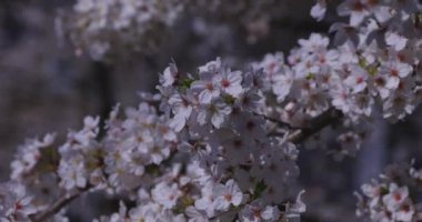 Bahar mevsiminde Japonya 'da kiraz çiçekli bir rüzgar esiyor. Yüksek kalite 4K görüntü. Itabashi bölgesi Tokyo 04.07.2024