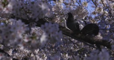 Bahar mevsiminde Japonya 'da kiraz çiçekli bir rüzgar esiyor. Yüksek kalite 4K görüntü. Itabashi bölgesi Tokyo 04.07.2024