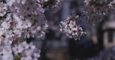 Bahar mevsiminde Japonya 'da kiraz çiçekli bir rüzgar esiyor. Yüksek kalite 4K görüntü. Itabashi bölgesi Tokyo 04.07.2024