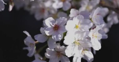Bahar mevsiminde Japonya 'da kiraz çiçekli bir rüzgar esiyor. Yüksek kalite 4K görüntü. Itabashi bölgesi Tokyo 04.07.2024