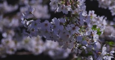 Bahar mevsiminde Japonya 'da kiraz çiçekli bir rüzgar esiyor. Yüksek kalite 4K görüntü. Itabashi bölgesi Tokyo 04.07.2024