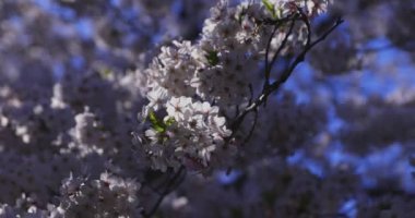 Bahar mevsiminde Japonya 'da kiraz çiçekli bir rüzgar esiyor. Yüksek kalite 4K görüntü. Itabashi bölgesi Tokyo 04.07.2024
