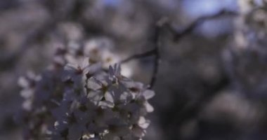 Bahar mevsiminde Japonya 'da kiraz çiçekli bir rüzgar esiyor. Yüksek kalite 4K görüntü. Itabashi bölgesi Tokyo 04.07.2024