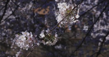 Bahar mevsiminde Japonya 'da kiraz çiçekli bir rüzgar esiyor. Yüksek kalite 4K görüntü. Itabashi bölgesi Tokyo 04.07.2024