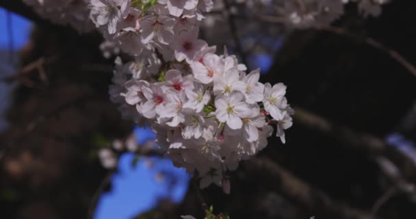 Körsbärsblomma Svingande Vind Japan Vårsäsongen Högkvalitativ Film Itabashidistriktet Tokyo Japan — Stockvideo