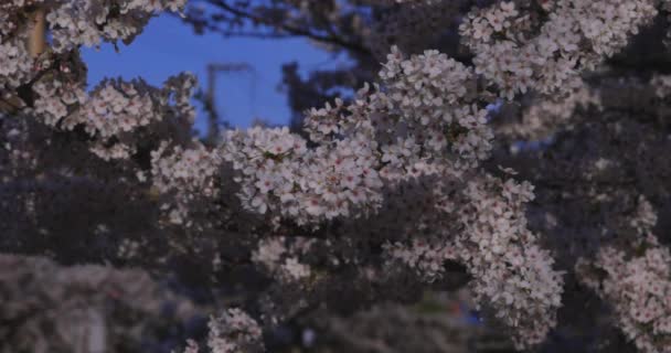 Вишневий Розквіт Гойдається Вітер Японії Навесні Високоякісні Кадри Район Ітабаші — стокове відео