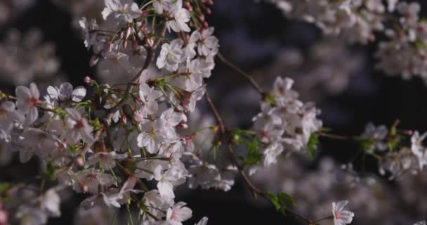 Una Flor Cerezo Balanceándose Viento Japón Temporada Primavera Imágenes Alta — Vídeo de stock