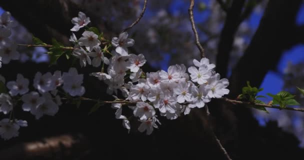 Цветущая Вишня Японии Весенний Сезон Высококачественные Кадры Итабаси Токио Япония — стоковое видео