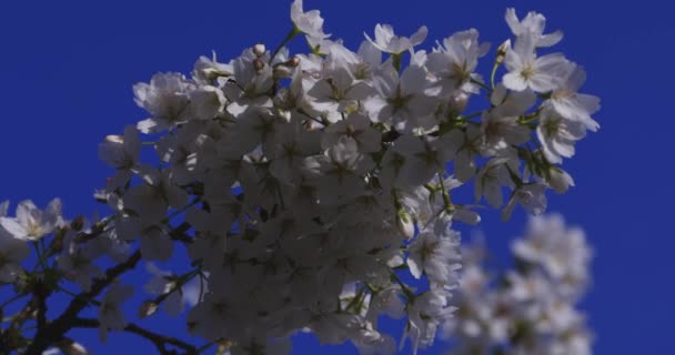 Una Flor Cerezo Balanceándose Viento Japón Temporada Primavera Imágenes Alta — Vídeo de stock