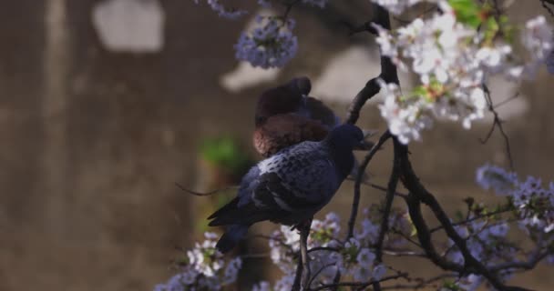 Cherry Blossom Swinging Wind Japan Spring Season High Quality Footage — Stock Video