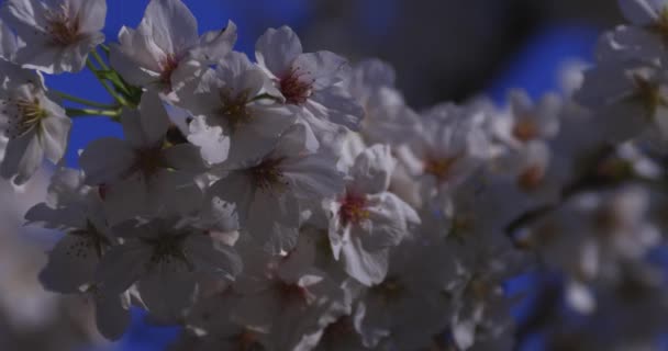 Wiśniowy Kwiat Kołyszący Wiatr Japonii Wiosennym Sezonie Wysokiej Jakości Materiał — Wideo stockowe